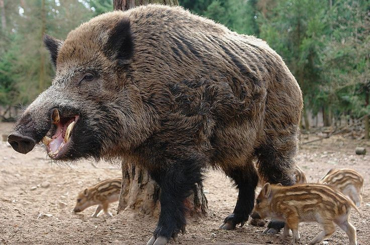 5. Có khứu giác cực kỳ phát triển. Lợn rừng có thể đánh hơi được thức ăn, kẻ thù và dấu hiệu từ đồng loại ở khoảng cách rất xa, nhờ chiếc mũi nhạy cảm và cơ quan khứu giác tinh vi. Ảnh: Pinterest.