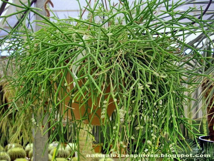 Phân bố xuyên lục địa hiếm có. Đây là loài xương rồng duy nhất có phạm vi tự nhiên trải rộng từ châu Mỹ sang châu Phi và cả một phần châu Á, điều rất hiếm trong họ xương rồng - gồm các loài cây có nguồn gốc ở châu Mỹ. Ảnh: Pinterest.