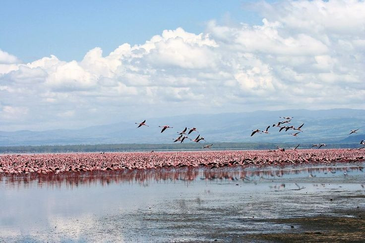 3. Được bao quanh bởi công viên quốc gia. Công viên quốc gia Hồ Nakuru được thành lập năm 1961 để bảo tồn đa dạng sinh học. Ảnh: Pinterest.