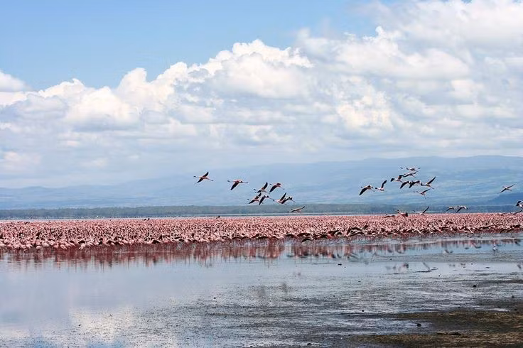 3. Được bao quanh bởi công viên quốc gia. Công viên quốc gia Hồ Nakuru được thành lập năm 1961 để bảo tồn đa dạng sinh học. Ảnh: Pinterest.