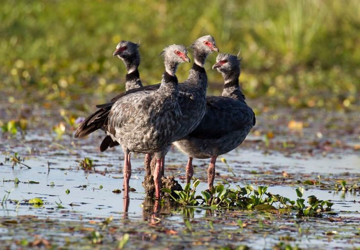 Loài chim này giữ vai trò quan trọng trong hệ sinh thái đầm lầy. Bằng việc ăn và phát tán hạt giống thực vật, Chauna torquata góp phần duy trì thảm thực vật và sự cân bằng sinh học của các vùng đất ngập nước Nam Mỹ. Ảnh: Pinterest.