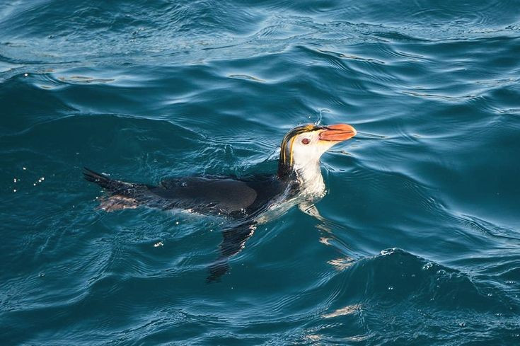 Chúng là những vận động viên bơi lội xuất sắc. Giống nhiều loài chim cánh cụt khác, chim cánh cụt hoàng gia dành phần lớn cuộc đời trên biển. Với đôi cánh biến thành vây bơi mạnh mẽ, chúng có thể lặn sâu hàng chục mét để săn cá, mực và nhuyễn thể trong làn nước lạnh của Nam Đại Dương. Ảnh: Pinterest.