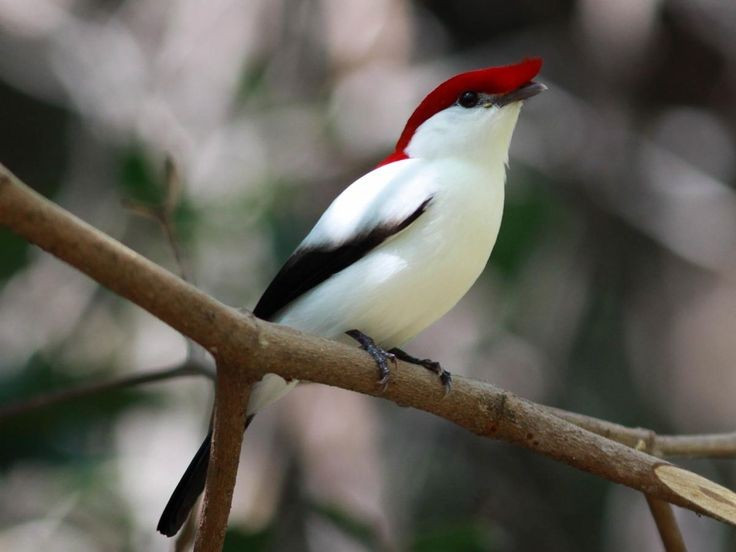 Được phát hiện khá muộn vào thế kỷ 20. Loài này chỉ được mô tả khoa học năm 1996, một phát hiện gây chấn động giới điểu học vì hiếm khi còn tìm thấy loài chim mới ở khu vực đã có nhiều nghiên cứu như Brazil. Việc phát hiện muộn cho thấy hệ sinh thái nơi đây vẫn còn nhiều bí ẩn. Ảnh: Pinterest.