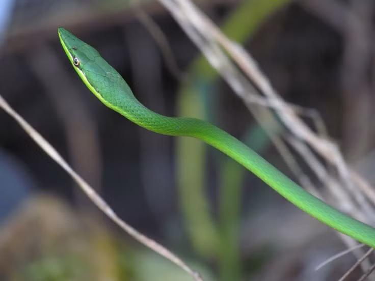 Bậc thầy “đóng kịch” để tránh bị phát hiện. Khi cảm thấy bị đe dọa, rắn dây xanh thường giữ nguyên tư thế, kéo dài cơ thể và đung đưa nhẹ theo nhịp gió, giống hệt một cành cây. Chiến thuật này khiến cả kẻ săn mồi lẫn con mồi khó phát hiện sự hiện diện của nó. Ảnh: Pinterest.