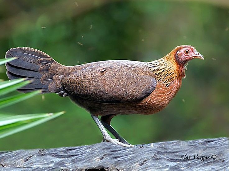 7. Gà mái đẻ trứng trong tổ giấu kín và nuôi con một mình. Sau khi được thụ tinh, gà mái chọn chỗ kín đáo để đẻ trứng, ấp trong khoảng 20–21 ngày và tự mình nuôi con non đến khi chúng biết kiếm ăn. Ảnh: Pinterest.