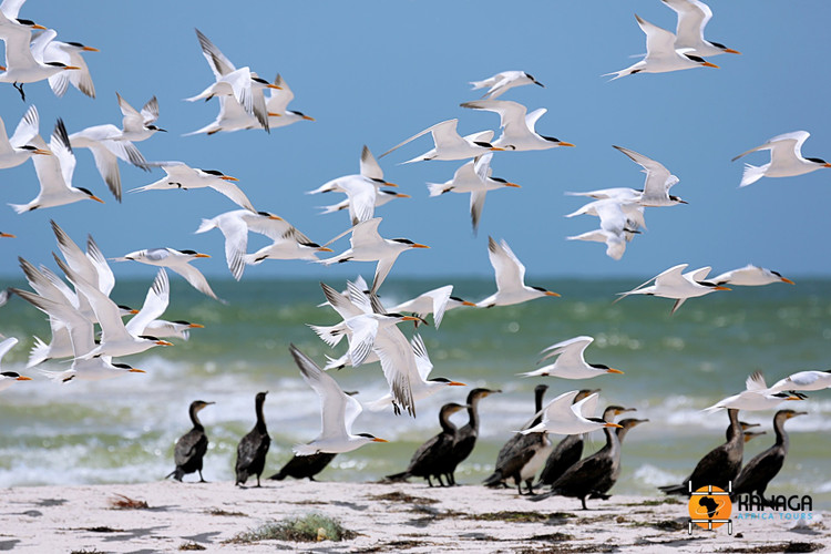 Thiên đường của chim di cư. Banc d'Arguin là nơi trú đông của hàng triệu cá thể chim từ châu Âu và Siberia, bao gồm hồng hạc, bồ nông và nhiều loài chim nước quý hiếm. Ảnh: Pinterest.