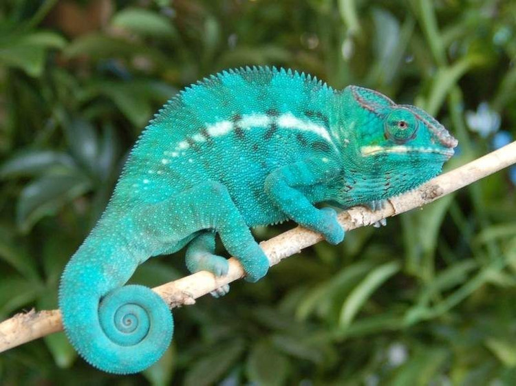 Tắc kè hoa là loài di chuyển rất chậm. Chúng bước từng bước thận trọng để tránh gây chú ý với kẻ săn mồi. Ảnh: Pinterest.