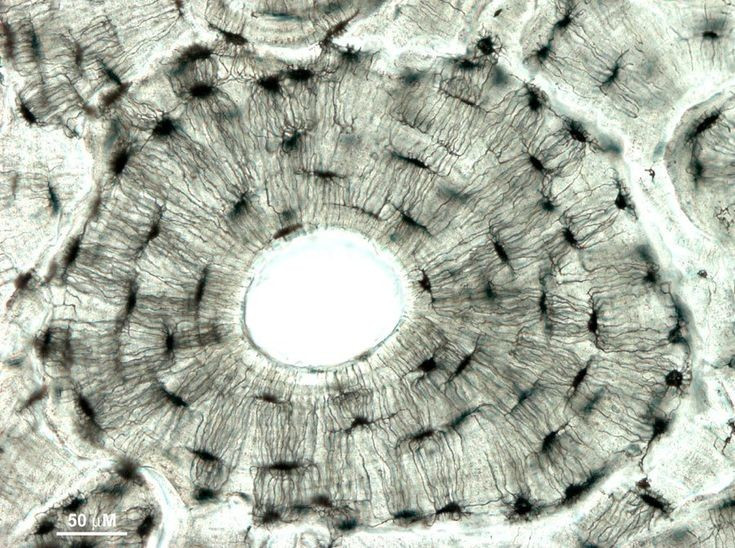 4. Công nghệ này có thể tái tạo mô sụn và xương. Sự kết hợp giữa mực sinh học và vật liệu cứng như canxi phosphat, bioprinting giúp tái tạo các mô xương, sụn khớp với độ chính xác cao. Ảnh: Pinterest.