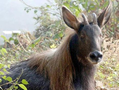 3. Lông dày và sẫm màu giúp thích nghi khí hậu khắc nghiệt. Chúng có bộ lông dày màu nâu sẫm hoặc xám đen, giúp giữ ấm cơ thể trong điều kiện giá lạnh vùng núi cao. Ảnh: Pinterest.