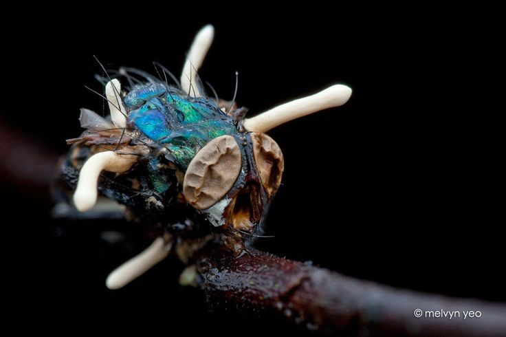 Quá trình “chiếm quyền” cơ thể côn trùng. Bào tử nấm xâm nhập vào ấu trùng bướm sống trong đất, sau đó phát triển sợi nấm khắp cơ thể vật chủ. Khi ấu trùng chết, sợi nấm dần thay thế gần như toàn bộ mô bên trong, biến xác côn trùng thành nguồn dinh dưỡng cho quả thể nấm mọc lên. Ảnh: Pinterest.