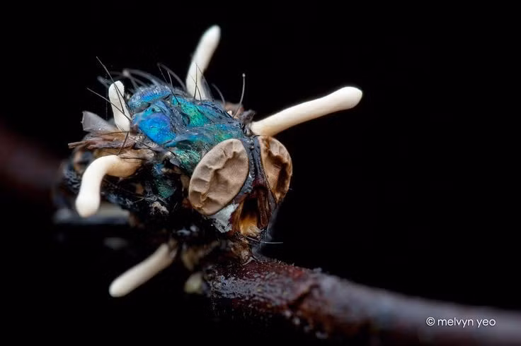 Quá trình “chiếm quyền” cơ thể côn trùng. Bào tử nấm xâm nhập vào ấu trùng bướm sống trong đất, sau đó phát triển sợi nấm khắp cơ thể vật chủ. Khi ấu trùng chết, sợi nấm dần thay thế gần như toàn bộ mô bên trong, biến xác côn trùng thành nguồn dinh dưỡng cho quả thể nấm mọc lên. Ảnh: Pinterest.