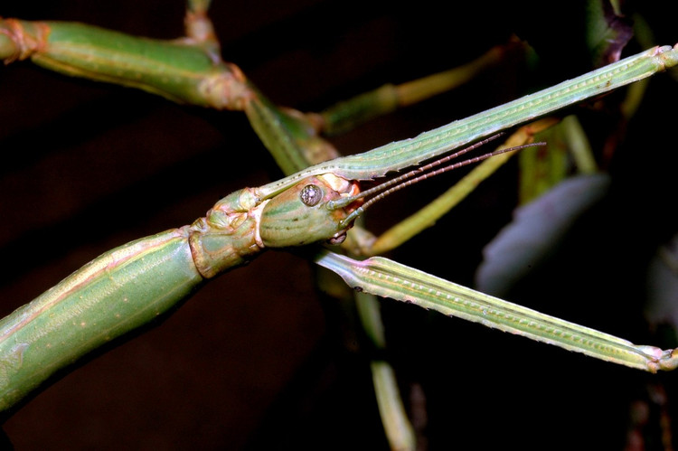 3. Sống chủ yếu về đêm và rất ít vận động. Chúng là loài ăn lá sống về đêm, dành phần lớn thời gian đứng yên để tránh bị phát hiện, giúp giảm nguy cơ bị chim hoặc động vật săn mồi tấn công. Ảnh: biolib.cz.