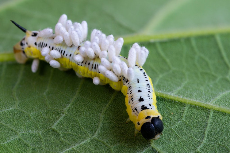 2. Loài ong bắp cày Glyptapanteles điều khiển sâu bướm làm &quot;vệ sĩ&quot;. Ấu trùng của loài ong này ký sinh trong sâu bướm và khi ra ngoài để hoá nhộng, chúng khiến sâu bướm đứng bất động và co giật để xua đuổi kẻ thù. Ảnh: Charlie Marley | Flickr.