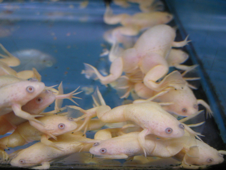 Được sử dụng trong nghiên cứu khoa học. Một số loài như ếch móng châu Phi đã trở thành động vật thí nghiệm quan trọng trong sinh học và y học. Chúng từng được dùng trong các xét nghiệm thai kỳ thời kỳ đầu và ngày nay vẫn được sử dụng rộng rãi trong nghiên cứu về sinh học phát triển và di truyền. Ảnh: Pinterest.