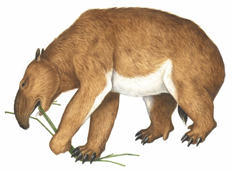 Chi trước cực kỳ khỏe. Chúng có chân trước to, móng vuốt cong mạnh dùng để kéo cành cây hoặc đào rễ. Ảnh: .australian.museum.