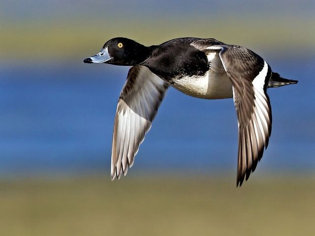 Phân bố rộng khắp Âu – Á. Loài vịt này sinh sản ở vùng ôn đới châu Âu và châu Á, sau đó di cư xuống phía Nam vào mùa đông. Tại Việt Nam, chúng được ghi nhận ở Đông Bắc và Trung Trung Bộ vào mùa đông. Ảnh: Pinterest.