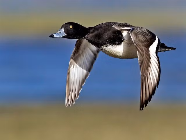 Phân bố rộng khắp Âu – Á. Loài vịt này sinh sản ở vùng ôn đới châu Âu và châu Á, sau đó di cư xuống phía Nam vào mùa đông. Tại Việt Nam, chúng được ghi nhận ở Đông Bắc và Trung Trung Bộ vào mùa đông. Ảnh: Pinterest.