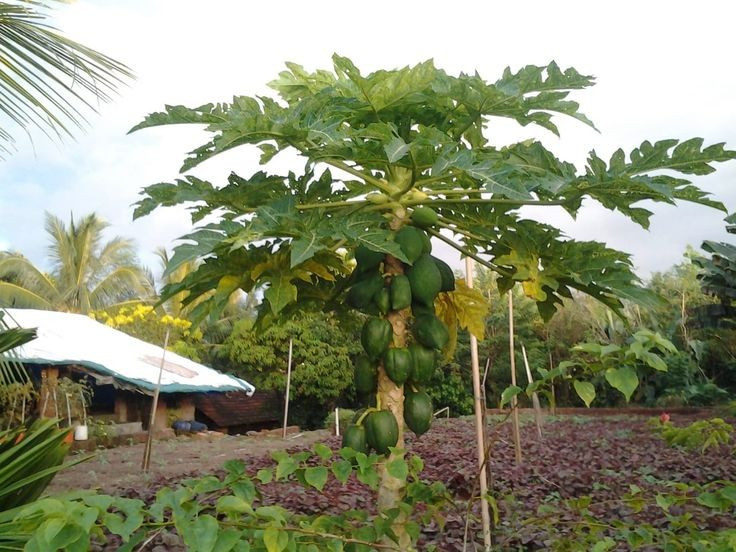 Tăng trưởng nhanh đáng kinh ngạc. Cây đu đủ có thể cho quả chỉ sau 6–12 tháng trồng, nhanh hơn nhiều so với các loại cây ăn trái khác, khiến nó trở thành lựa chọn phổ biến của nông dân. Ảnh: Pinterest.