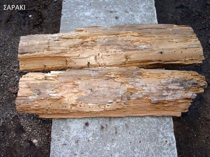 Ưa gỗ ẩm và cũ. Mọt gỗ phát triển mạnh trong môi trường gỗ có độ ẩm cao, thường gặp ở nhà cổ, nhà kho và đồ gỗ lâu năm. Ảnh: Pinterest.