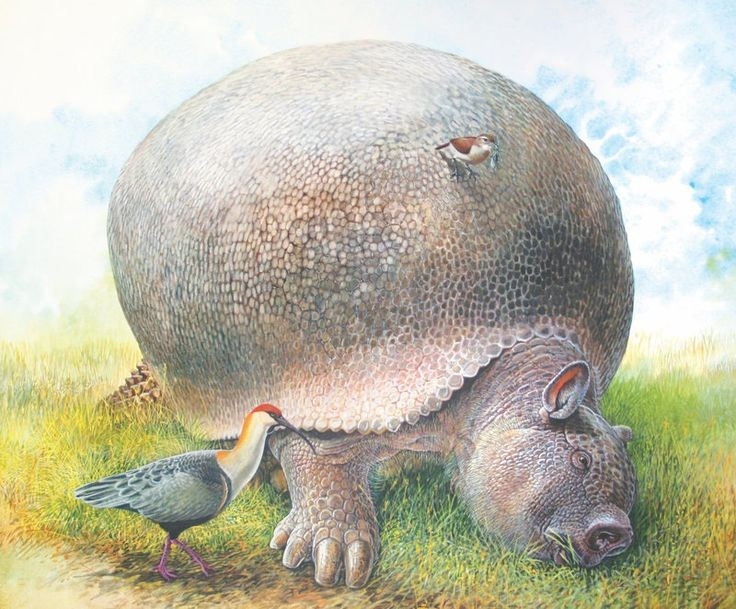 6. Glyptodon là loài ăn cỏ. Nó chủ yếu gặm cỏ và thực vật thấp, giống như bò hay tê giác hiện nay. Bộ răng phẳng và cấu trúc hàm của nó thích hợp cho việc nhai nghiền thực vật. Ảnh: Pinterest.