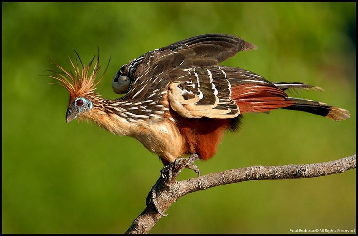 Có biệt danh “chim hôi”. Do thức ăn lên men trong diều, cơ thể gà móng tỏa ra mùi khá nồng. Vì vậy, chúng còn được gọi là “chim hôi” (stinkbird), và điều này vô tình giúp chúng ít bị săn bắt làm thực phẩm. Ảnh: Pinterest.