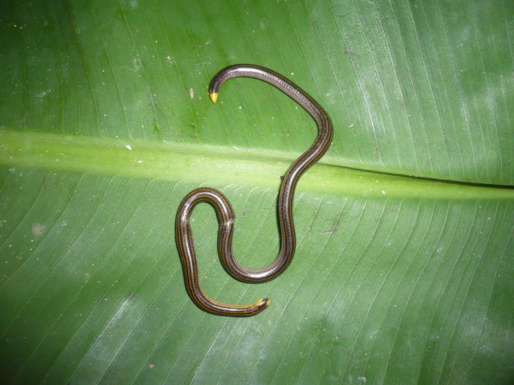 Thức ăn chủ yếu là kiến và mối. Rắn giun chỉ chuyên săn trứng, ấu trùng và con trưởng thành của các loài kiến và mối. Ảnh: naturalatlas.com.