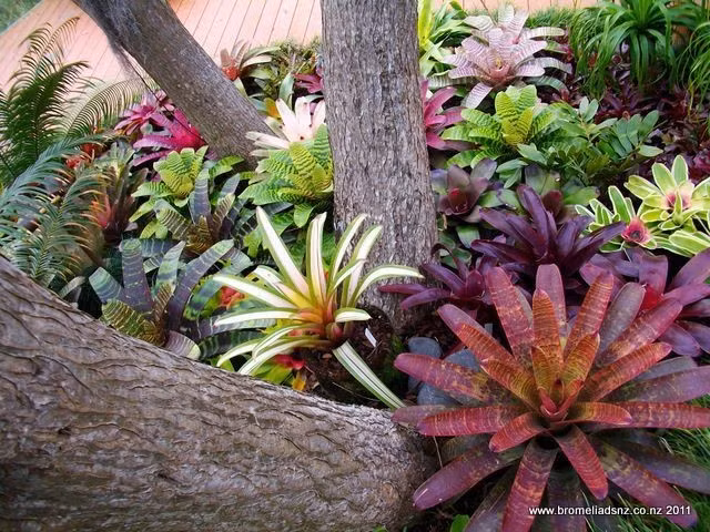 Tác động đến cách nhìn về thực vật. Dù còn gây tranh cãi, các thí nghiệm này đã mở rộng hiểu biết về trí tuệ sinh học, buộc con người nhìn nhận thực vật như những sinh thể năng động và phức tạp hơn nhiều so với trước đây. Ảnh: Pinterest.