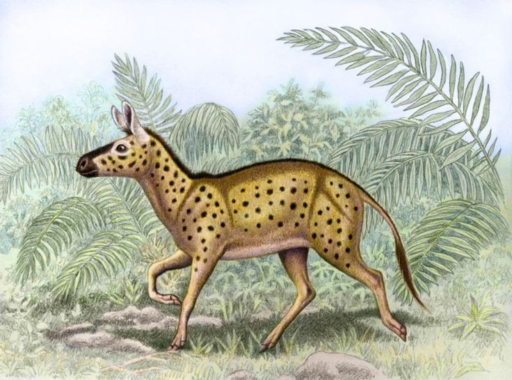 Biến đổi khí hậu toàn cầu. Khi Trái Đất dần khô hơn vào kỷ Oligocene và Miocene, rừng thu hẹp, thảo nguyên mở rộng, buộc tổ tiên ngựa phải thích nghi với môi trường trống trải hơn. Ảnh: Pinterest.