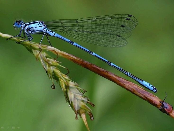 Các loài chuồn chuồn kim thuộc phân bộ Zygoptera trong bộ Odonata. Chúng thường nhỏ và mảnh mai hơn chuồn chuồn thật (Anisoptera). Khi đậu nghỉ, chuồn chuồn kim thường gập hai cánh lại dọc theo thân, trong khi nhiều loài chuồn chuồn lớn lại dang cánh sang hai bên. Ảnh: Pinterest.