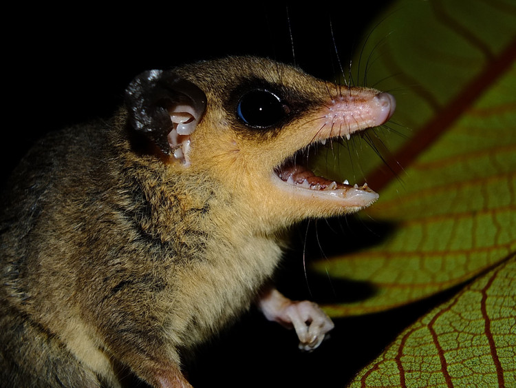 Chế độ ăn rất đa dạng. Loài này là động vật ăn tạp linh hoạt. Thực đơn của chúng bao gồm côn trùng, nhện, trái cây chín, mật hoa. Nhờ chế độ ăn đa dạng, chúng thích nghi tốt với nhiều môi trường rừng khác nhau. Ảnh: amazonaws.com.