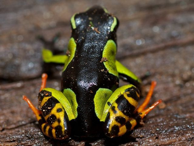 Là loài ếch đặc hữu của Madagascar. Ếch Mantella hoa chỉ phân bố tự nhiên tại Madagascar, đặc biệt ở các khu rừng ẩm thấp phía Đông, khiến chúng trở thành biểu tượng sinh học độc đáo của hòn đảo này. Ảnh: Pinterest.