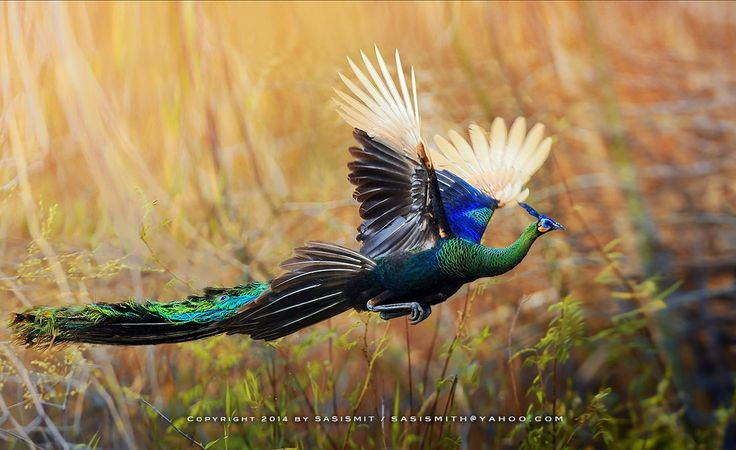 5. Là loài chim biết bay, nhưng chỉ bay đoạn ngắn. Dù có vẻ ngoài đồ sộ, công xanh có thể bay để tránh kẻ thù hoặc bay lên cây ngủ ban đêm, nhưng chỉ trong khoảng cách ngắn. Ảnh: Pinterest.