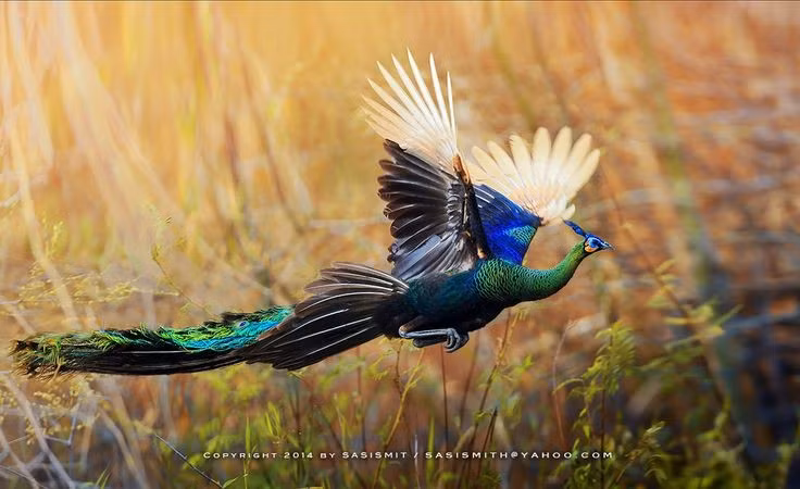 5. Là loài chim biết bay, nhưng chỉ bay đoạn ngắn. Dù có vẻ ngoài đồ sộ, công xanh có thể bay để tránh kẻ thù hoặc bay lên cây ngủ ban đêm, nhưng chỉ trong khoảng cách ngắn. Ảnh: Pinterest.