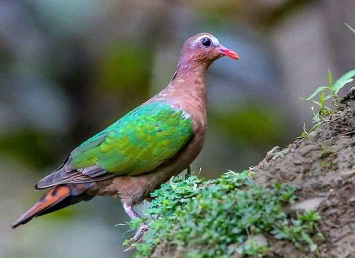 Thức ăn chủ yếu của cu luồng là hạt và quả rụng. Chúng thường nhặt hạt, quả nhỏ và đôi khi cả côn trùng trên nền rừng, đóng vai trò quan trọng trong việc phát tán hạt giống. Ảnh: Pinterest.