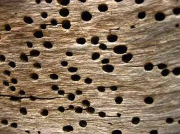Tạo ra các lỗ tròn nhỏ đặc trưng. Khi mọt trưởng thành chui ra, chúng để lại các lỗ tròn đường kính chỉ vài milimét trên bề mặt gỗ. Ảnh: Pinterest.