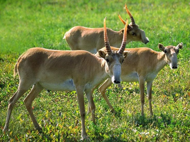 Sinh sản nhanh nhưng rủi ro cao. Cái Saiga thường sinh đôi, nhưng tỷ lệ sống sót của con non thấp do sự khắc nghiệt của môi trường và mối đe dọa từ kẻ thù tự nhiên. Ảnh: Pinterest.