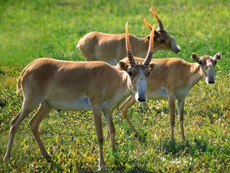 Sinh sản nhanh nhưng rủi ro cao. Cái Saiga thường sinh đôi, nhưng tỷ lệ sống sót của con non thấp do sự khắc nghiệt của môi trường và mối đe dọa từ kẻ thù tự nhiên. Ảnh: Pinterest.