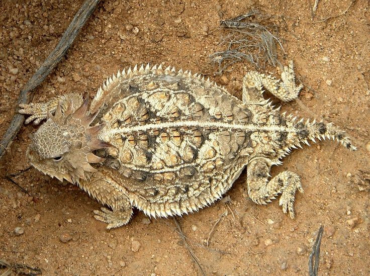 Chúng có thể bơm cơ thể căng phồng để trông lớn hơn. Khi đối mặt nguy hiểm, chúng phồng to để dọa kẻ thù. Ảnh: Pinterest.