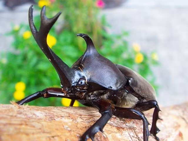 6. Thích sống trong rừng rậm ẩm ướt và nơi có nhiều mùn cây mục. Chúng thường ẩn mình dưới lớp lá rụng, đẻ trứng và phát triển ở những nơi giàu chất hữu cơ. Ảnh: Pinterest.