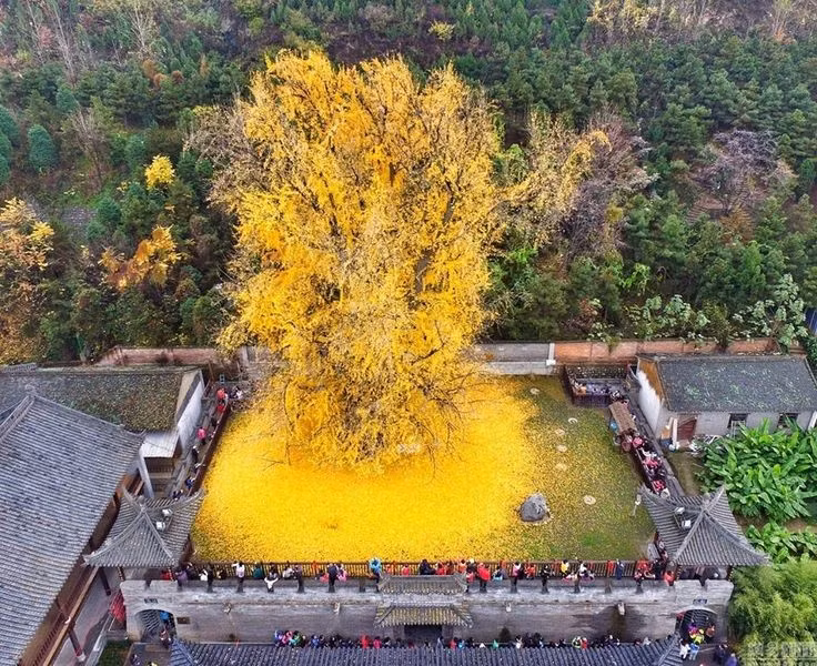 Được trồng rộng rãi trong các khu chùa cổ. Tại Đông Á, bạch quả từ lâu đã gắn liền với các ngôi chùa Phật giáo. Những cây bạch quả cổ thụ thường được trồng trong sân chùa như biểu tượng của sự tĩnh lặng, trí tuệ và dòng chảy lâu dài của thời gian. Ảnh: Pinterest.