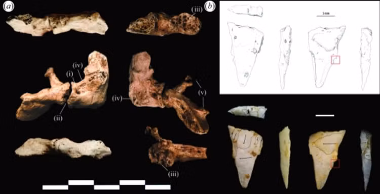 Đó là một bộ xương người đàn ông khoẻ mạnh, cao 1,7m và qua đời khi 35 tuổi có niên đại khoảng 12.500 – 12.000 năm trước, được bảo tồn đặc biệt tốt. Ảnh: Báo Văn Hóa.