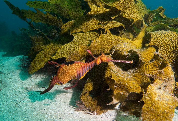 Màu sắc cơ thể có thể thay đổi. Chúng điều chỉnh sắc tố để hòa hợp với môi trường hoặc giao tiếp với đồng loại. Ảnh: Pinterest.