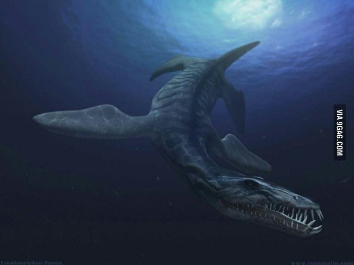 Răng xếp như lưỡi cưa. Hàm răng dài, sắc và có rìa cắt giúp chúng xé thịt con mồi nhanh chóng. Ảnh: Pinterest.