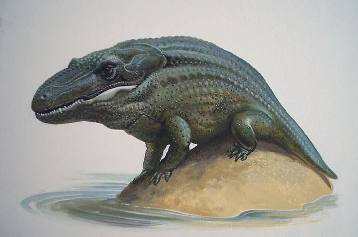 Hít thở bằng phổi. Dù sống dưới nước, Mastodonsaurus phải nổi lên để lấy không khí giống như cá sấu. Ảnh: Pinterest. Hít thở bằng phổi. Dù sống dưới nước, Mastodonsaurus phải nổi lên để lấy không khí giống như cá sấu. Ảnh: Pinterest.