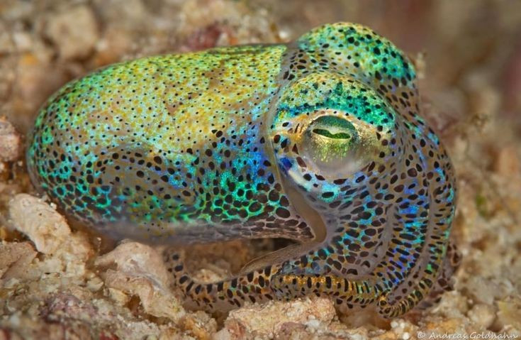 Màu sắc thay đổi liên tục. Nhờ tế bào sắc tố, cơ thể chúng có thể chuyển từ trong suốt sang họa tiết rực rỡ. Ảnh: Pinterest.