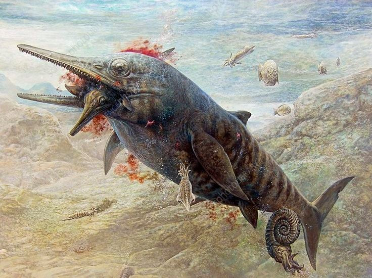 Có thể săn những loài ichthyosaur nhỏ hơn. Chúng là kẻ săn đỉnh chuỗi thức ăn trong môi trường sống của chúng. Ảnh: Pinterest.