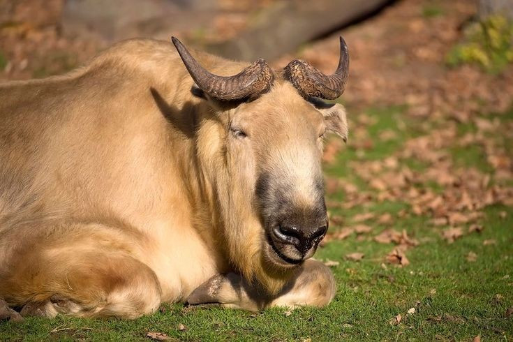 3. Linh ngưu sống trên độ cao lên đến 4.500 mét. Chúng thích nghi tốt với các sườn núi hiểm trở, nơi có khí hậu khắc nghiệt và thảm thực vật thưa thớt. Ảnh: Pinterest.