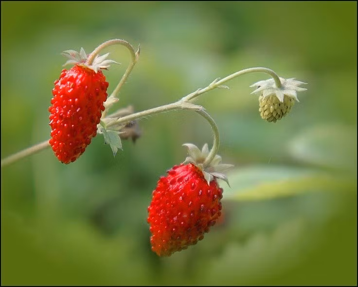 Lá và rễ từng được dùng làm thảo dược. Trong y học dân gian châu Âu, lá dâu tây rừng được dùng để pha trà thảo mộc, được cho là có tác dụng hỗ trợ tiêu hóa và thanh lọc cơ thể. Rễ và lá khô cũng từng được sử dụng trong nhiều bài thuốc truyền thống. Ảnh: Pinterest.