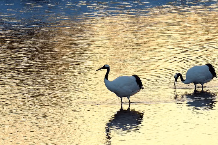 Đang đối mặt với nguy cơ suy giảm số lượng. Sếu Nhật Bản hiện được xếp vào nhóm nguy cấp do mất môi trường sống và biến đổi khí hậu. Các chương trình bảo tồn đã giúp một số quần thể phục hồi, nhưng loài này vẫn cần được bảo vệ nghiêm ngặt. Ảnh: Flickr.