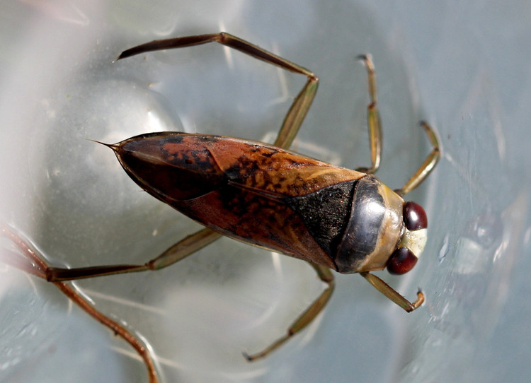 Bay được giữa các ao hồ. Dù sống dưới nước, bọ bơi ngửa có cánh phát triển tốt và có thể bay vào ban đêm để di chuyển sang môi trường nước mới khi ao hồ cạn hoặc thiếu thức ăn. Ảnh: biolib.cz.